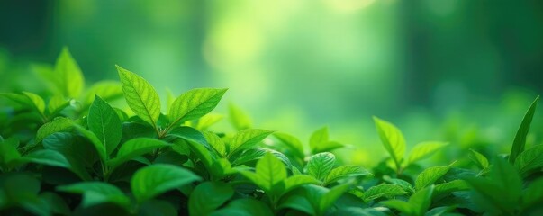 Delicate emerald foliage peeking through misty veil, atmosphere, fresh green
