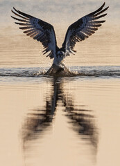A wild osprey fishing at a pond in a state park in Colorado.