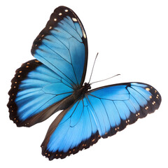 butterfly on white background