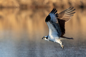 A wild osprey fishing at a pond in a state park in Colorado.