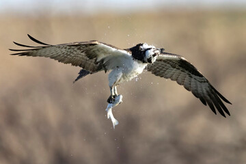 A wild osprey fishing at a pond in a state park in Colorado.