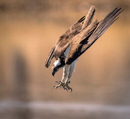 A wild osprey fishing at a pond in a state park in Colorado.