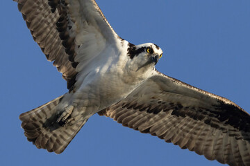 A wild osprey fishing at a pond in a state park in Colorado.