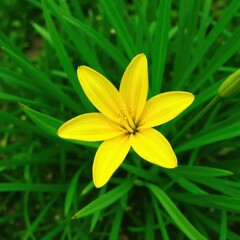 Fototapeta premium Single yellow lily flower isolated on green grass, petals, spring, blossoms