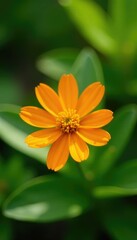 Obraz premium Tiny orange flower macro petals in a lush green garden, macro photography, tiny