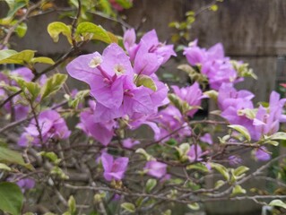 Bougenville pink flower blossom in outdoor garden, Floral home decoration 
