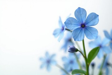 Delicate blue flowers of Brunnera Forget Me Not Myosotis bloom on white background, flowers, blooms