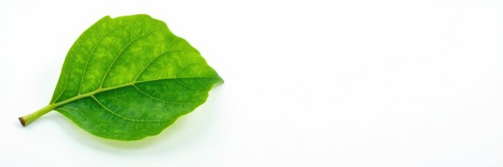 Obraz premium Single green fig leaf with veins against white background, natural, green