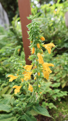 Salvia nipponica Miq. var. formosana (Hayata) Kudo, also known as Taiwan Yellow Sage, is a native plant of Taiwan that bears yellow flowers.