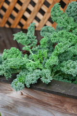 Salad made from young sprouted kale growing in a raised bed in a home garden. Cabbage leaf in agriculture and harvesting , brown wooden fence background