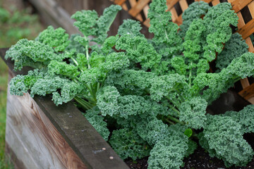Salad made from young sprouted kale growing in a raised bed in a home garden. Cabbage leaf in agriculture and harvesting , brown wooden fence background