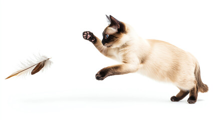 Obraz premium A playful Siamese cat mid-leap, chasing a feather in a bright, airy environment, capturing the essence of feline agility.