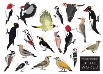 Birds Woodpeckers of the World Set Cartoon Vector Character © bullet_chained