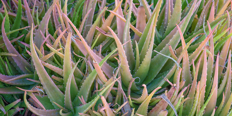 Obraz premium Closeup of Pastel Red and Green Aloe Plants in Sunlight.
