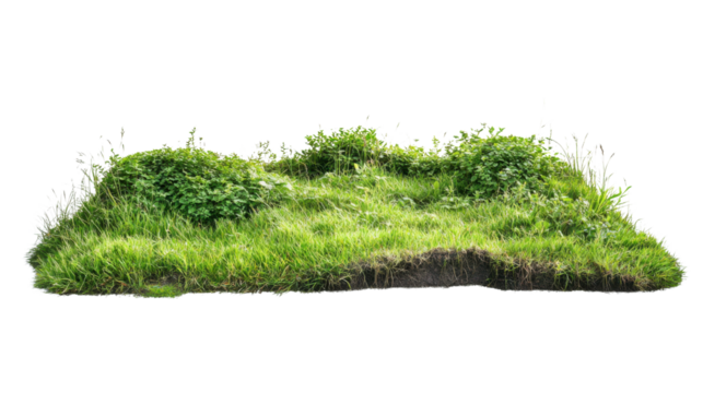 Green grass patch growing on dirt with transparent background
