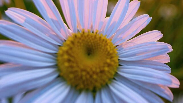 The video captures a serene field of daisies at sunset, highlighting their delicate petals with a warm glow. Close-up camera angle.