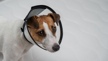 Jack Russell Terrier Dog in a Cone Collar After Surgery. 
