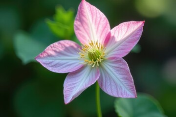 Fototapeta premium Delicate clematis flower bud with soft colors, green, delicate, leafy
