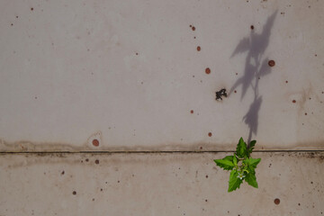 Wild grass growing on the tiled floor.Concept of hope and survival.Green grass.Abandoned place.Copy space for text.For graphic design or banner background