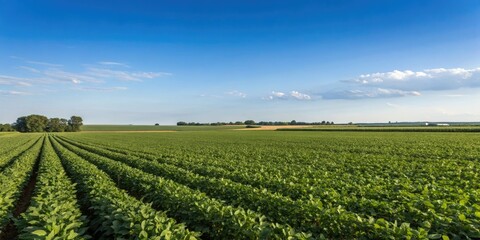 Fototapeta premium Soybean fields stretching as far as the eye can see under the warmth of a clear blue summer sky with no clouds in sight, landscape, countryside, farming practices, vast fields