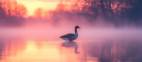Fototapeta premium Serene sunrise scene with a goose on calm misty water.