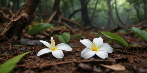 Fototapeta premium Single white Frangipani petal dropped on the forest floor , isolated petal, forest floor, gentle descent