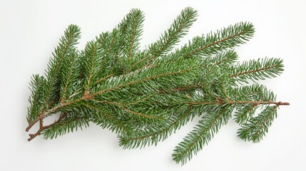 Christmas tree branches on white background