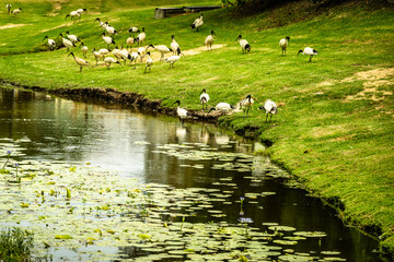 Large flock of ibises wandering by Bellwood Creek, Nambucca Heads, NSW, Australia