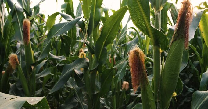green maize corn crop on stalk in agricultural plantation, camera panning shots