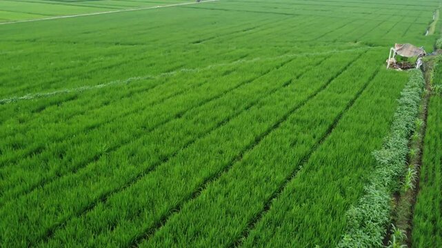 Aerial view of rice fields on the outskirts of Purwokerto, Central Java, Indonesia, captured on January 31, 2025. Lush green paddies showcase Indonesia's rural beauty