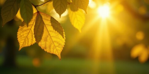 Fototapeta premium Morning light filtering through dense yellow leaves, leaf, light
