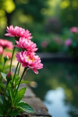 pink chrysanthemum flowers in a garden with a pond, floral, water
