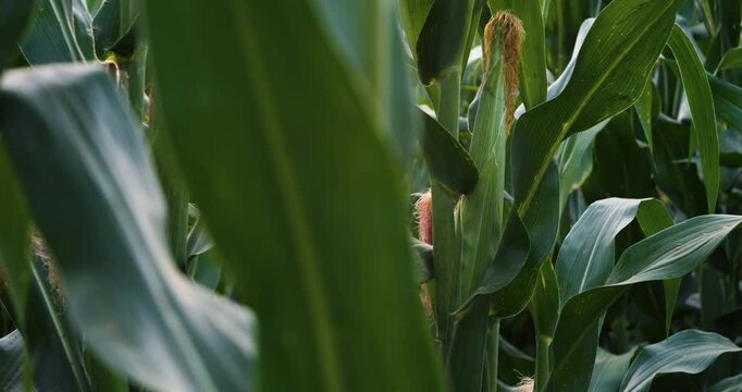 green maize corn crop on stalk in agricultural plantation, camera panning shots