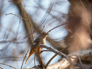 枝のジョウビタキ