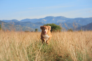 A lively Nova Scotia Duck Tolling Retriever dog runs through a grassy field under a clear blue sky,...