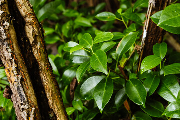 Close up of mangrove leaf. Growth of mangrove leaves. Mangrove trees beside the beach