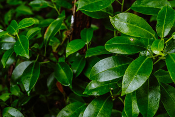 Close up of mangrove leaf. Growth of mangrove leaves. Mangrove trees beside the beach