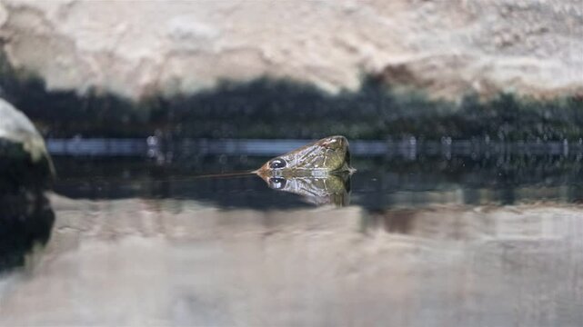 The green Anaconda (Eunectes murinus) peek above the surface