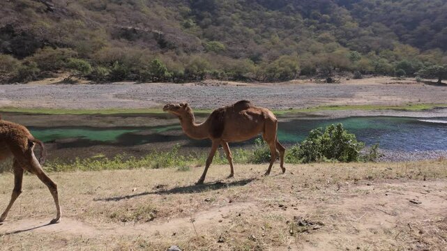 Free range camels wandering along the Wadi Darbat Oasis in Oman near Salalah