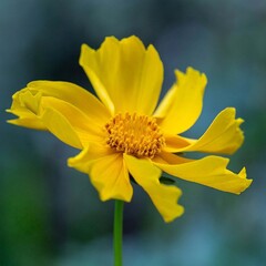 Obraz premium Bright Yellow Flower with Soft Petals