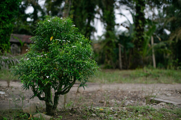Small tree with Beautiful flowers