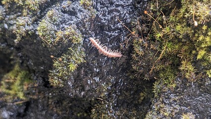 Close up of bug, most likely some kind of millipede of the Genus Scytonotus, crawling across wet mossy rocks.