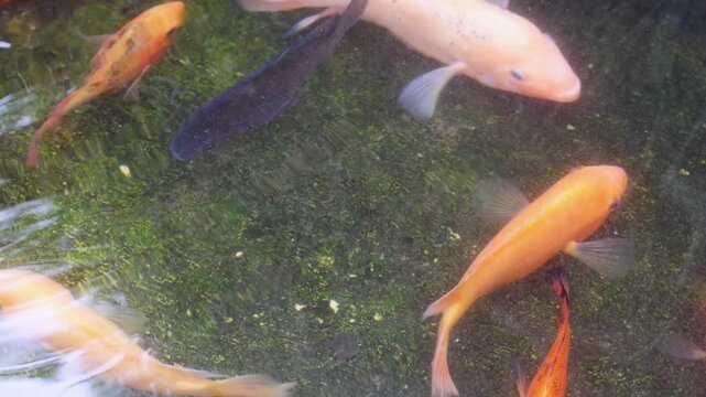 Tilapia fish (Oreochromis niloticus) swimming in aquarium