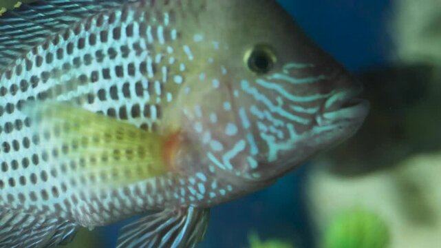 Green terror fish (Andinocara rivulatus, syn. Aequidens rivulatus) swimming in aquarium, freshwater fish in the cichlid family