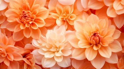 Fototapeta premium Peach Dahlia Blossom Close Up: A Floral Symphony of Soft Hues