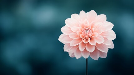 Fototapeta premium Peach Dahlia Bloom Against Teal Background