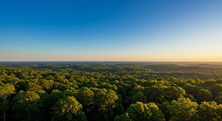 Obraz premium blue sky overlooking a green forest in the background on a sunny day