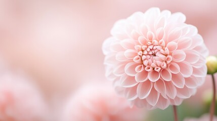 Fototapeta premium Delicate Pink Dahlia Bloom, Soft Pastel Colors, Floral Macro Photography