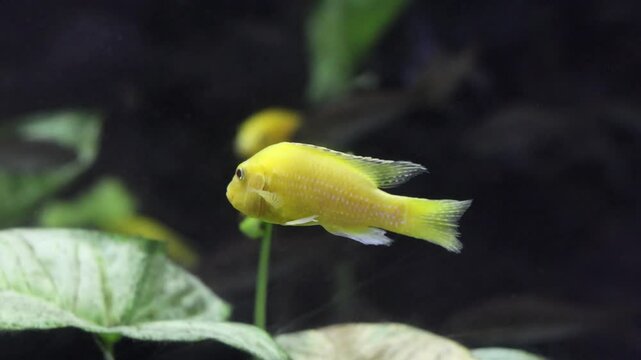 Electric yellow cichlid fish swimming in an aquarium, lemon yellow lab, the blue streak hap, yellow prince