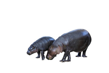 Baby pygmy hippopotamus and mother pygmy hippopotamus isolated on transparent background.